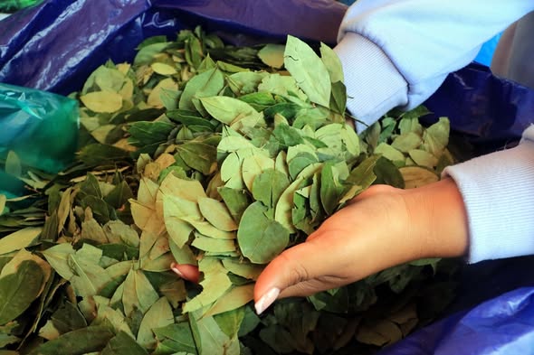 Transporte y comercialización de hoja de coca seguirán con normalidad pese al cierre del Viceministerio