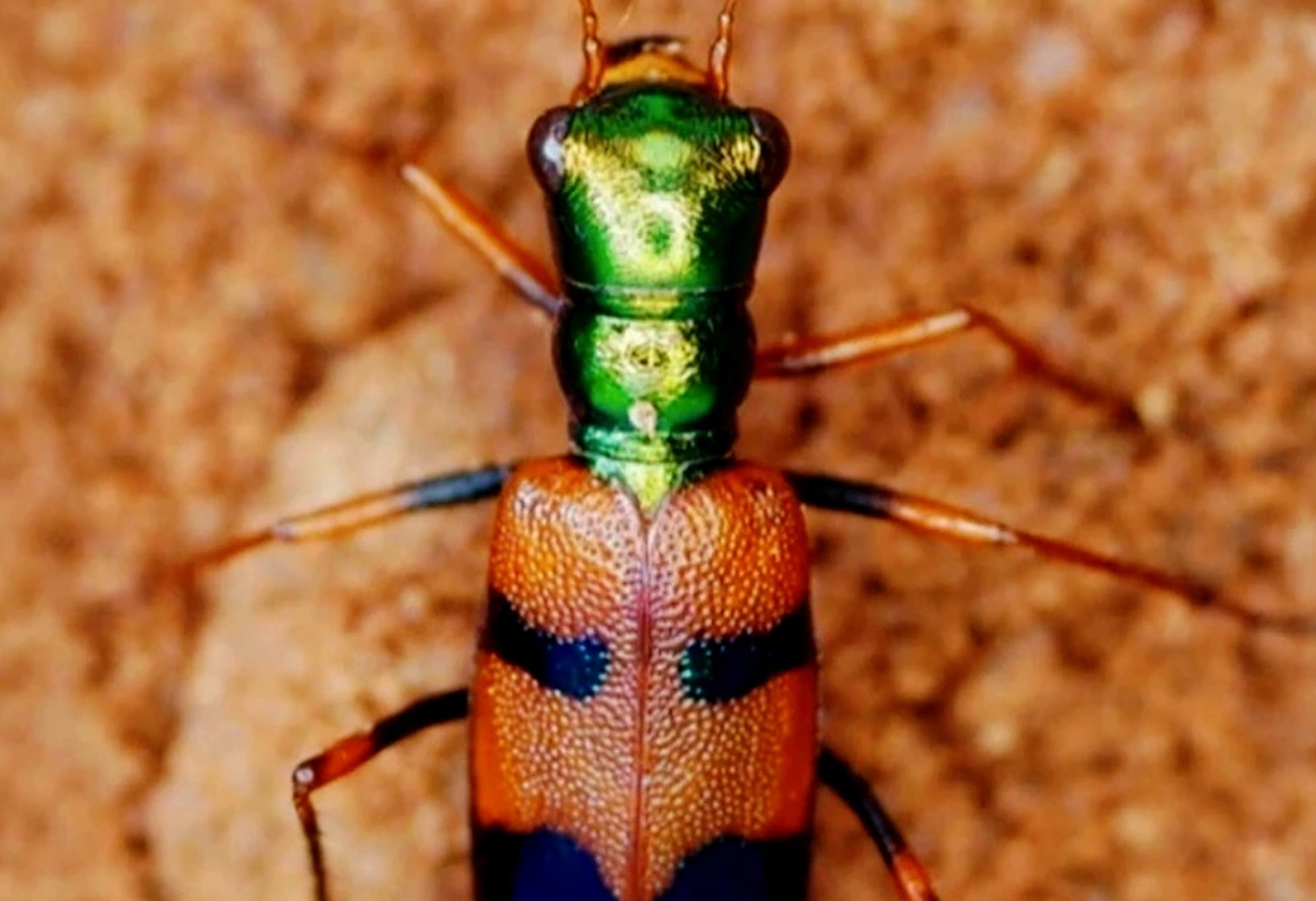 ÚLTIMO DÍA DE VOTACIÓN: CON 51% DE APOYO, EL ESCARABAJO BOLIVIANO ACARICIA TRIUNFO INTERNACIONAL