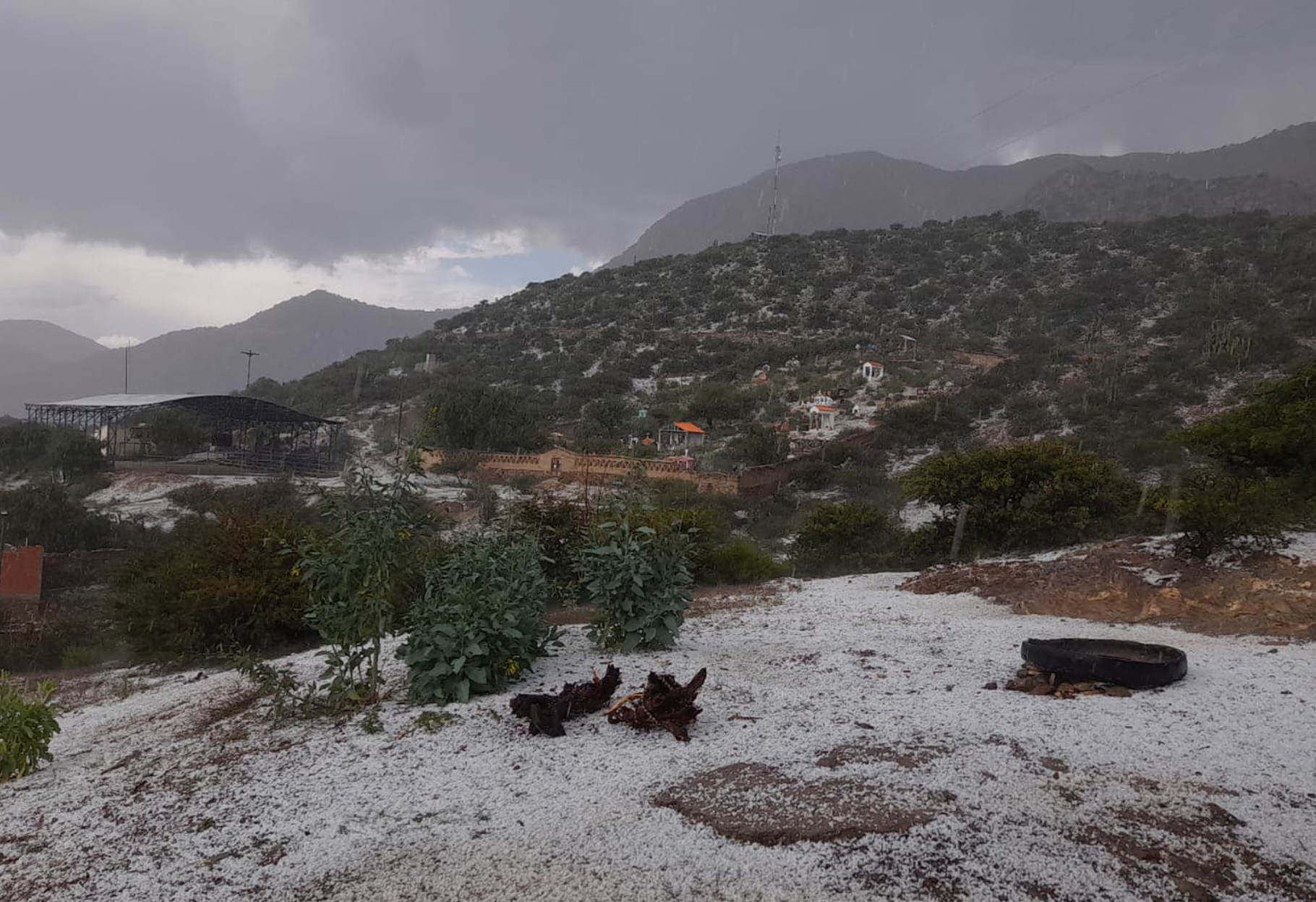 GRANIZADA PROVOCA DESASTRE AGRÍCOLA EN EL MUNICIPIO DE COTAGAITA PROVINCIA NOR CHICHAS DE POTOSÍ